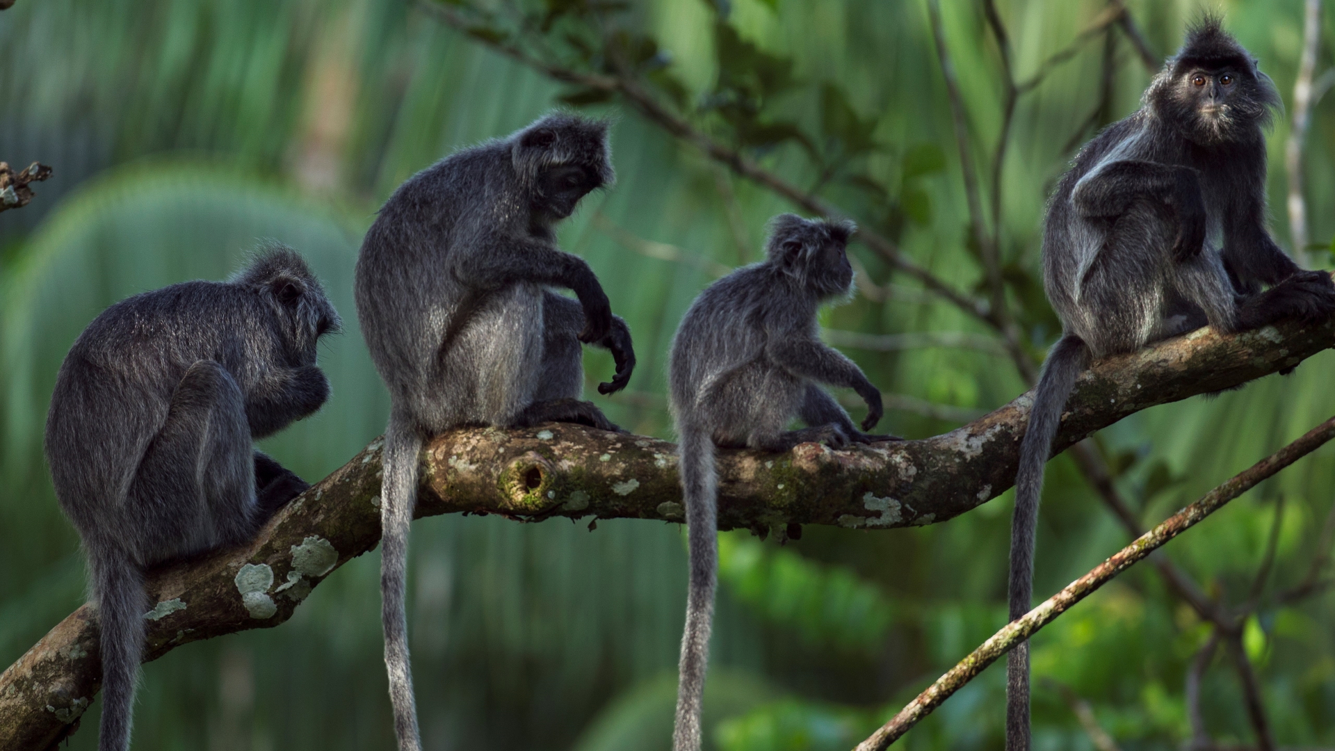 A group of silvery langurs, also known as silvery lutungs, sitting on a branch in Borneo.