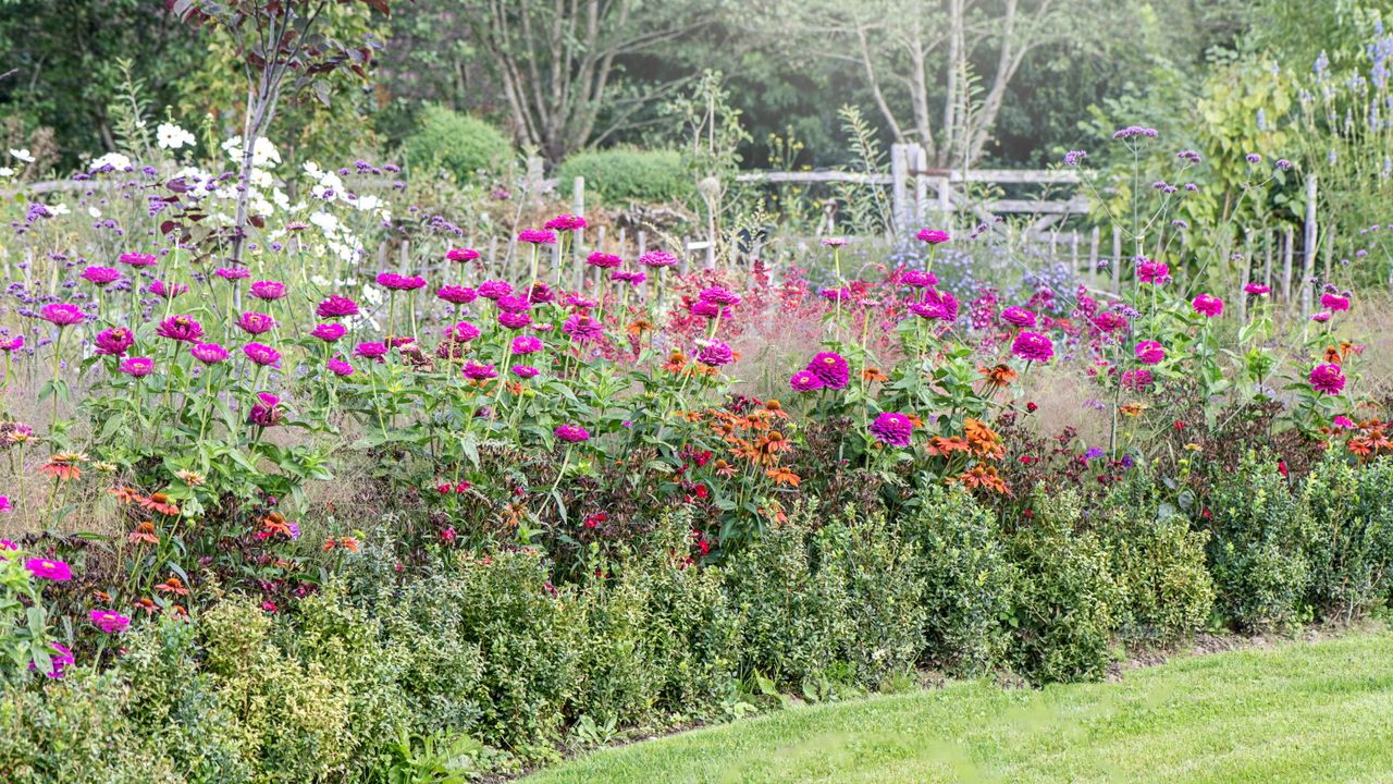 A flower border in summer with black-eyed Susan, zinnia, and verbena