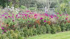 A flower border in summer with black-eyed Susan, zinnia, and verbena