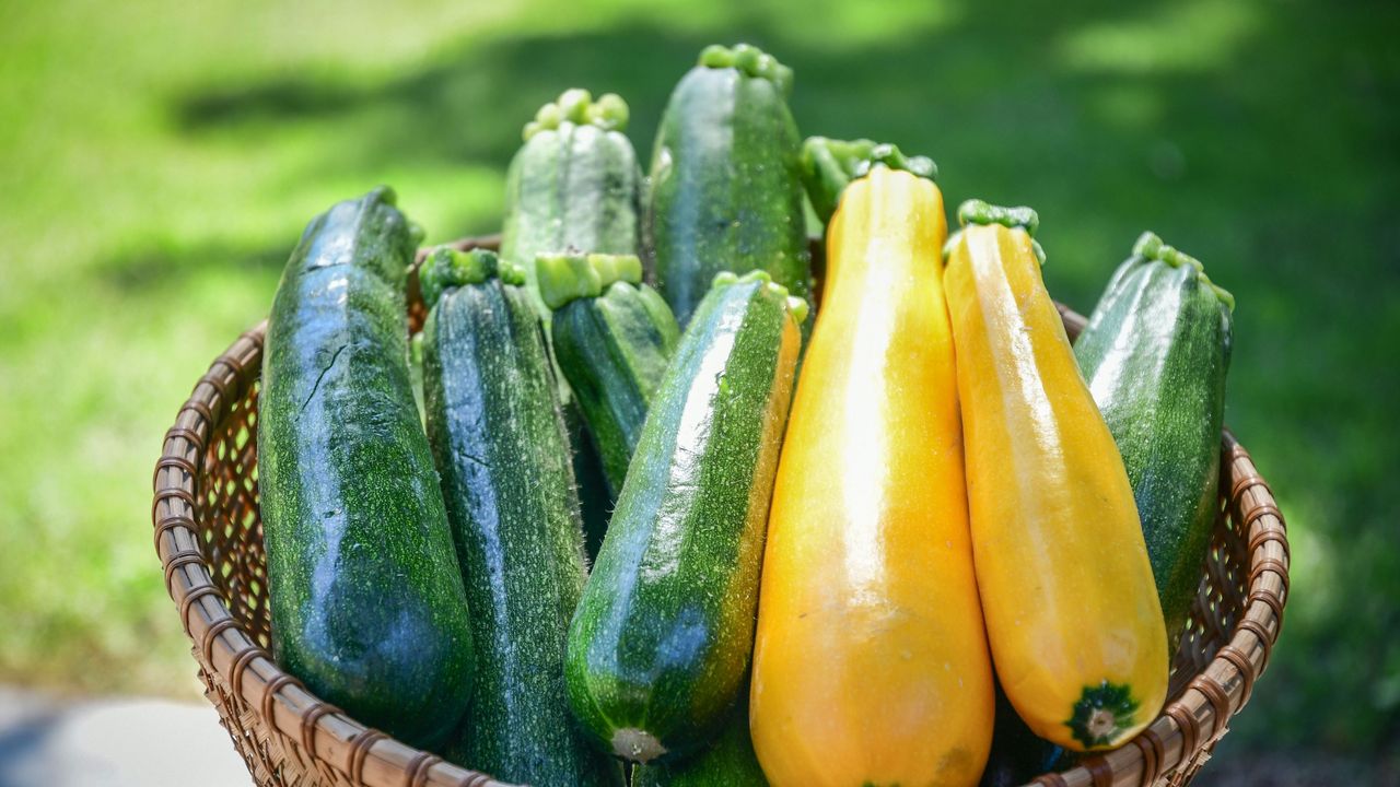 Basket of fresh picked courgette from the garden