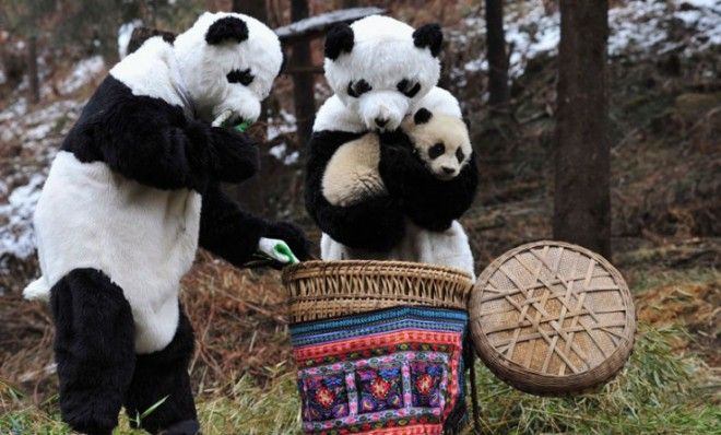 Costumed researchers at China&amp;#039;s Wolong National Nature Reserve cradle a panda cub before transporting it to a bigger living environment.