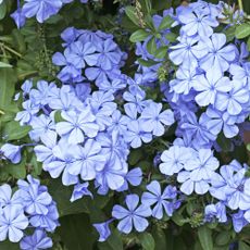 plumbago plant with pale blue flower clusters