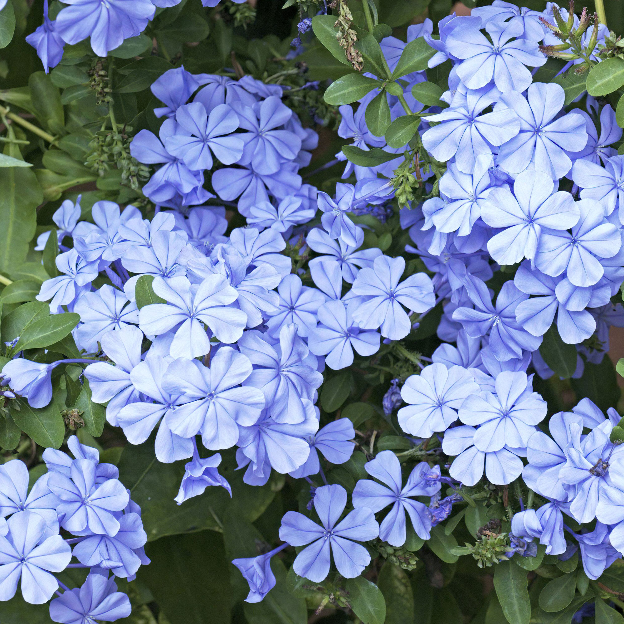 plumbago plant with pale blue flower clusters
