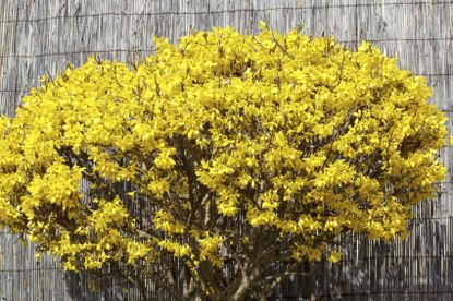 Yellow Forsythia Bush