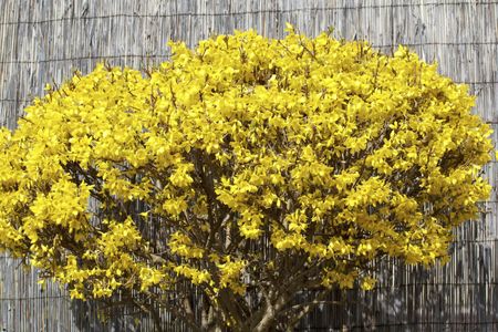 Yellow Forsythia Bush