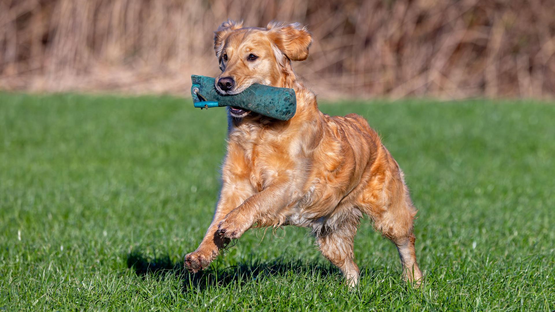 Golden retriever retrieving dummy