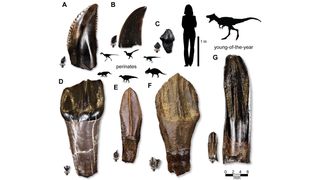 Comparative sizes of baby and adult dinosaur teeth from Prince Creek Formation in northern Alaska.