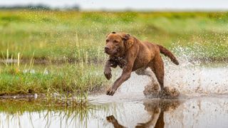 Chesapeake Bay Retriever running through water