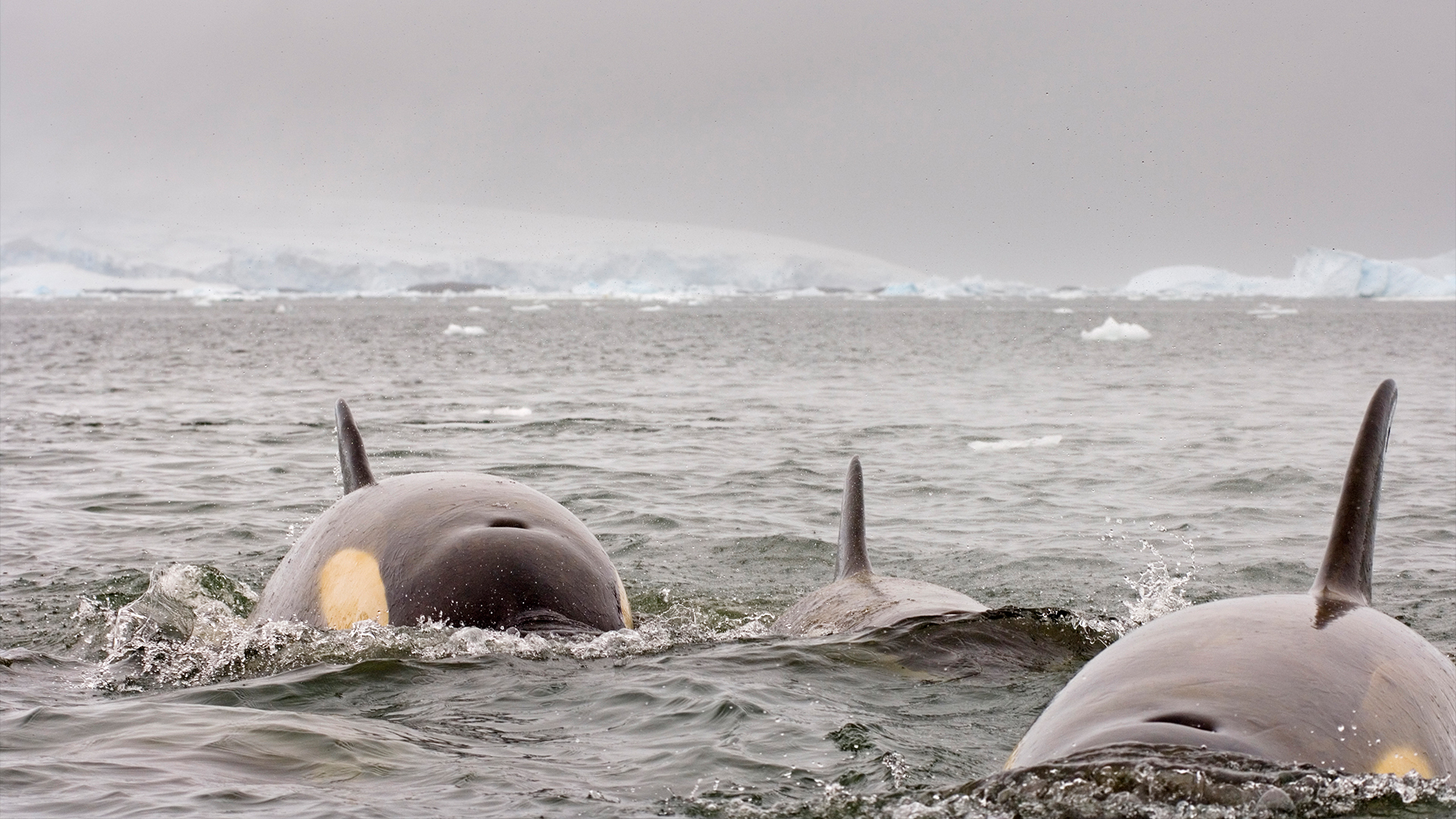 11 ways orcas show their terrifying intelligence | Live Science