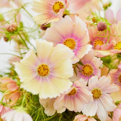 Cosmos Bipinnatus Seeds for Planting - 1000 Mix Cosmos Seeds Open Pollinated Non-Gmo Flower - Attracts Butterflies &amp;amp; Pollinators