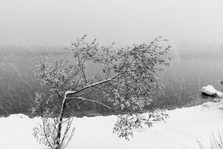 ﻿’Holsvatnet willow VI’ by Stuart Franklin, 2010. A lake with snow on its shore.