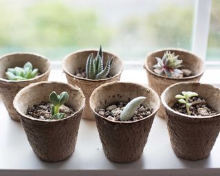 propagating succulents on windowsill