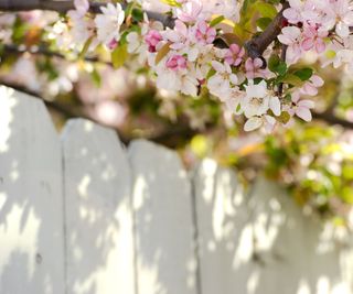 Apple blossom growing over a white fence