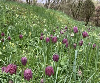 The snake's head fritillary, Fritillaria meleagris, with deep purple blooms in a garden meadow in spring