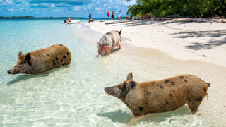 Swimming pigs in the Bahamas.