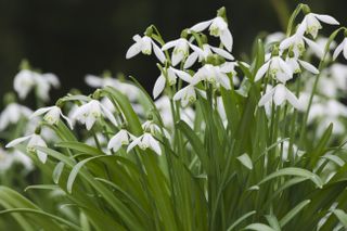 close up of snowdrop flowers in containers