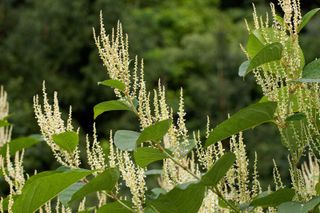 Japanese knotweed how to remove it and stop it from spreading: flower tassels