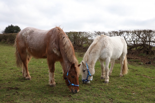 therapy pony dillon