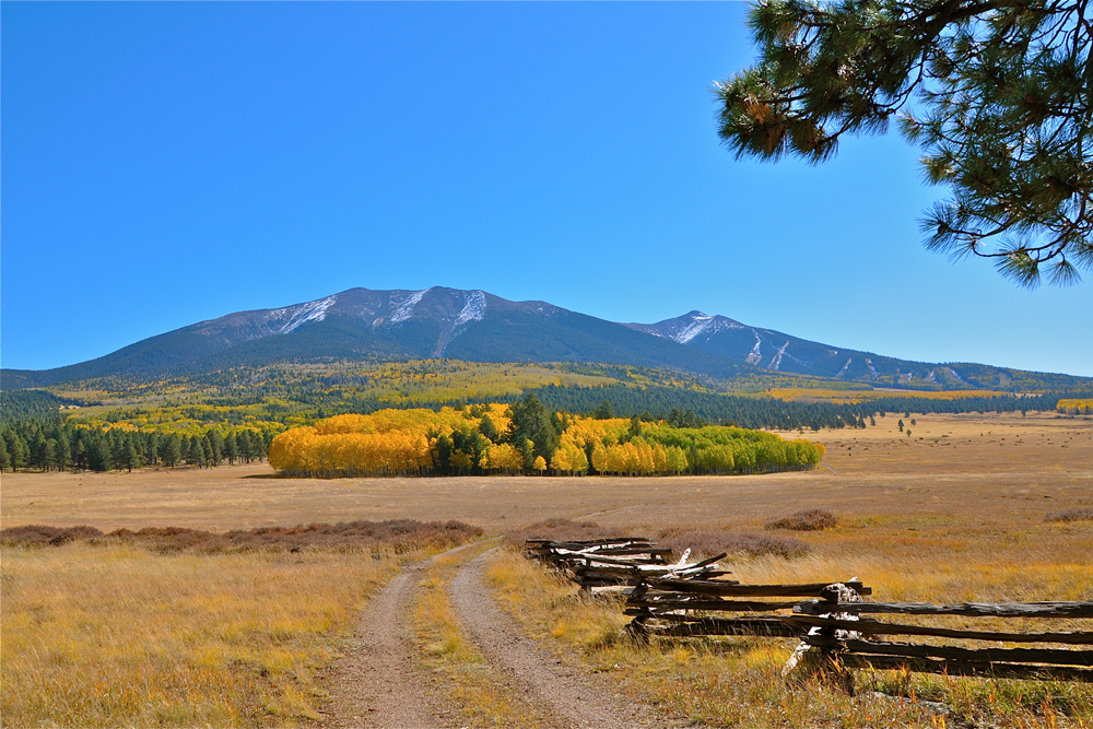 aspens, golden quaking aspen