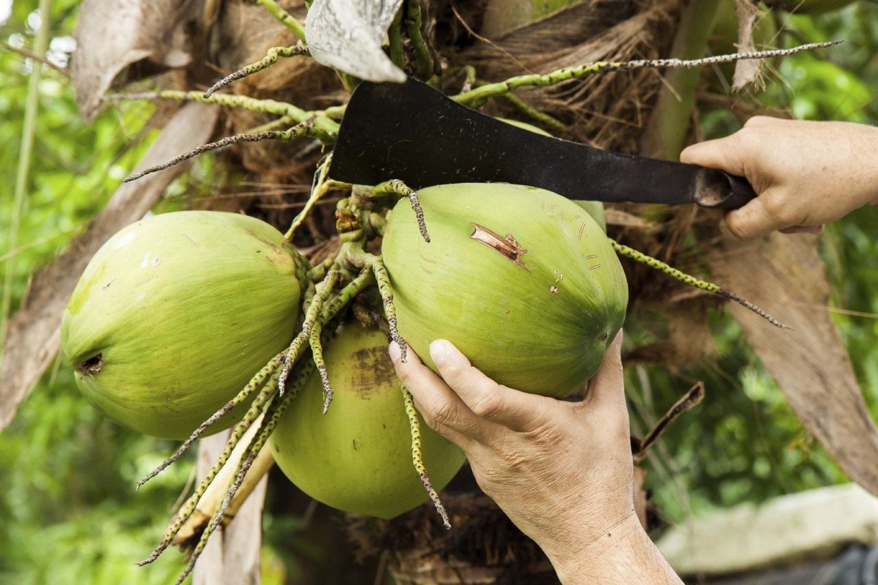 coconut harvest