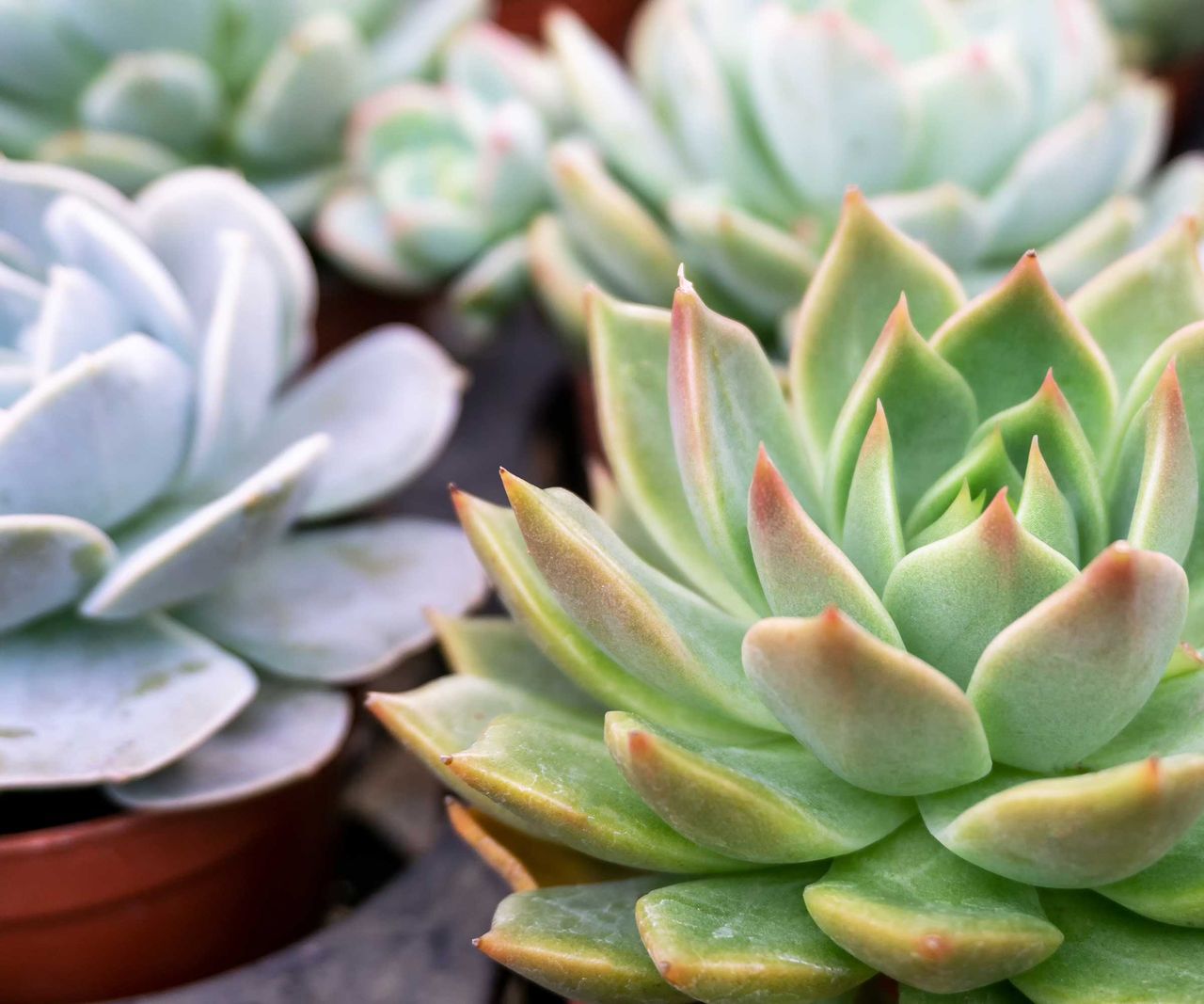 Best indoor succulents: 11 varieties to grow in your home | Homes and ...