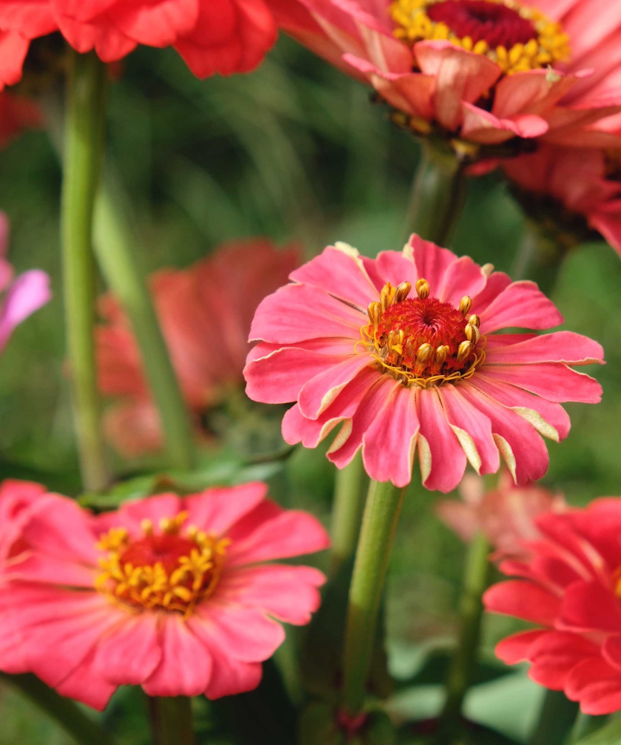 pink zinnias
