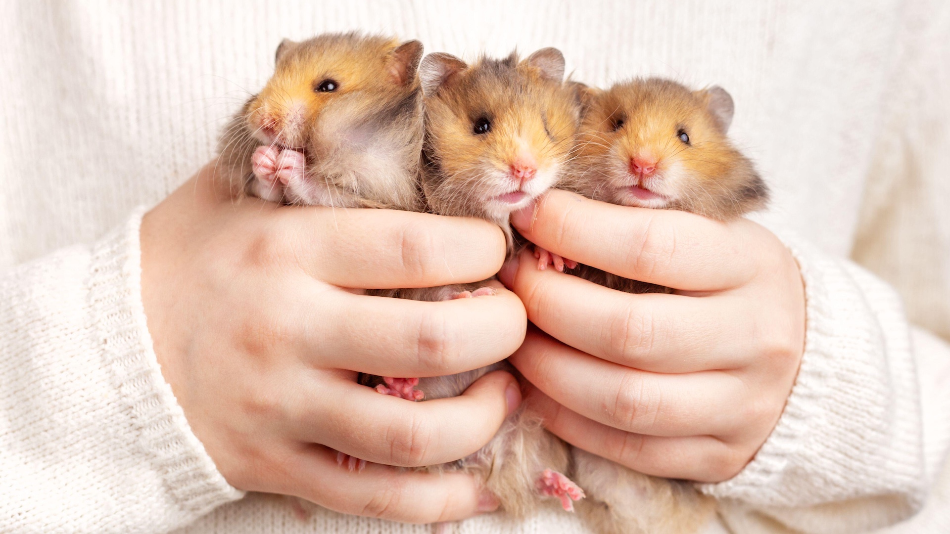 Three hamsters in kid&#039;s hands