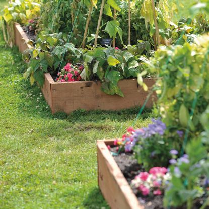 Planters growing crops on lawn