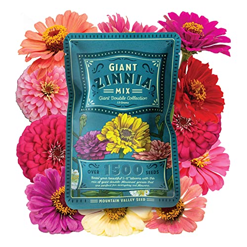 Zinnia Seeds for Planting Outdoors ~1,500 California Giant Mix Zinnia Seeds - Beautiful 4' Tall Wildflower Blossoms - Zinnia Elegans Pollinator Seed Mix - Bright, Cheerful Annual Flower Seed