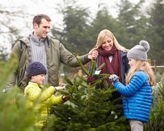 family choosing a Christmas tree
