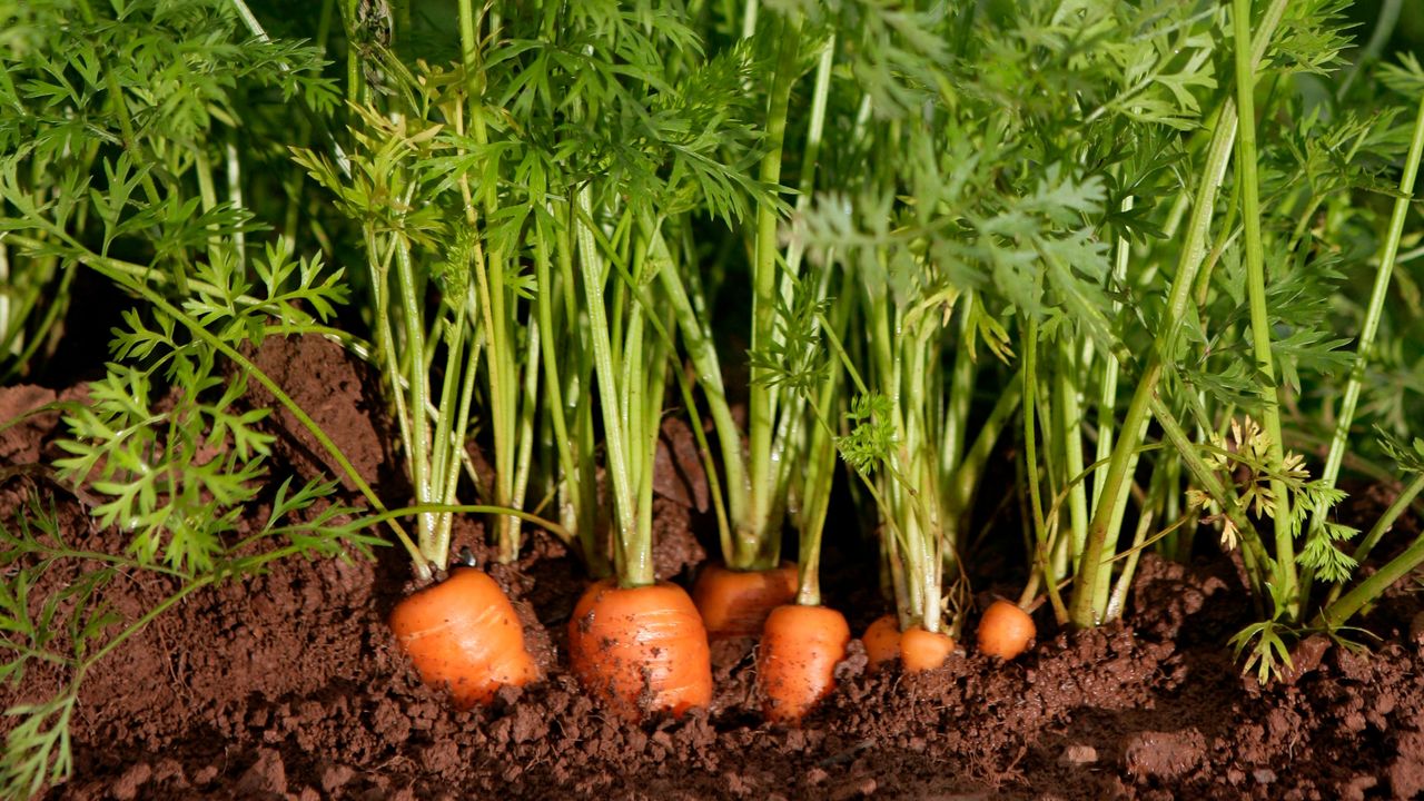 Carrots in the ground