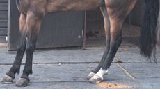 a laminitis stance