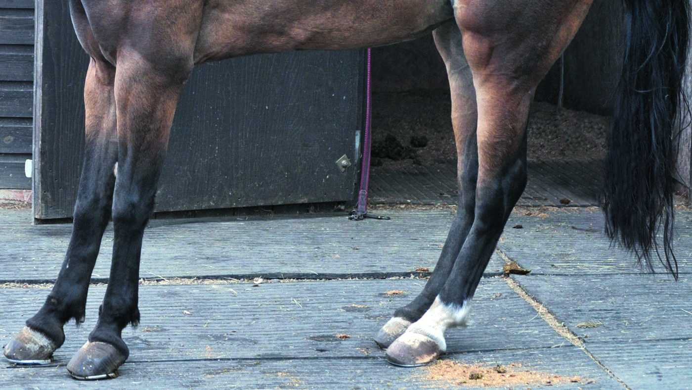 a laminitis stance
