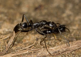 A Megaponera analis ant carrying an injured comrade.