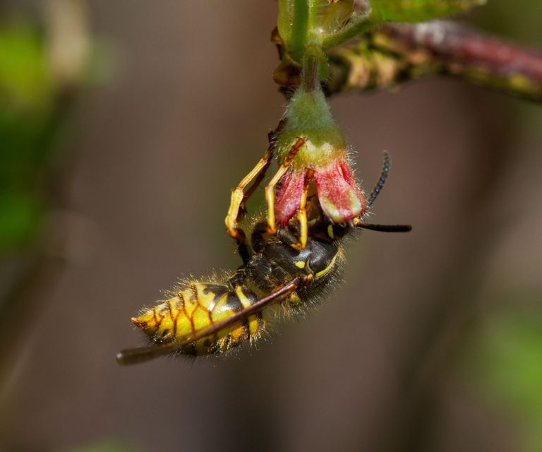 How to get rid of yellowjackets: from your yard and home