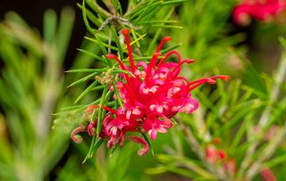 Canberra Gem, a popular type of Grevillea