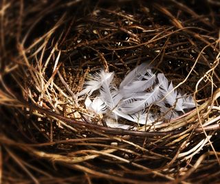 Birds nest with small grey feathers