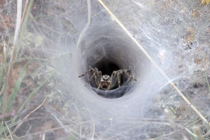 A funnel-web spider