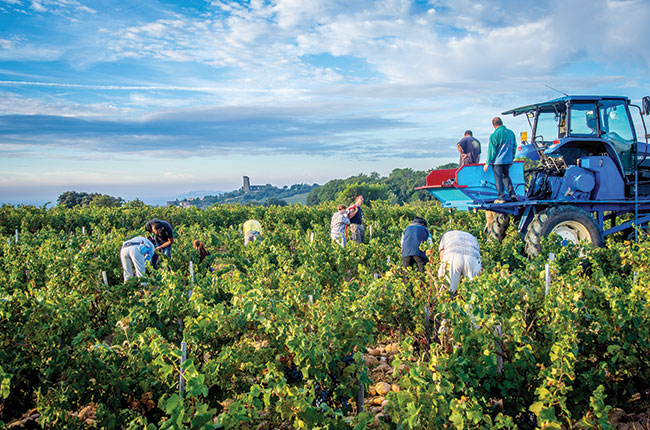 Rhone harvest