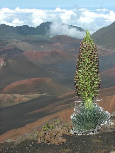 Haleakalā silversword