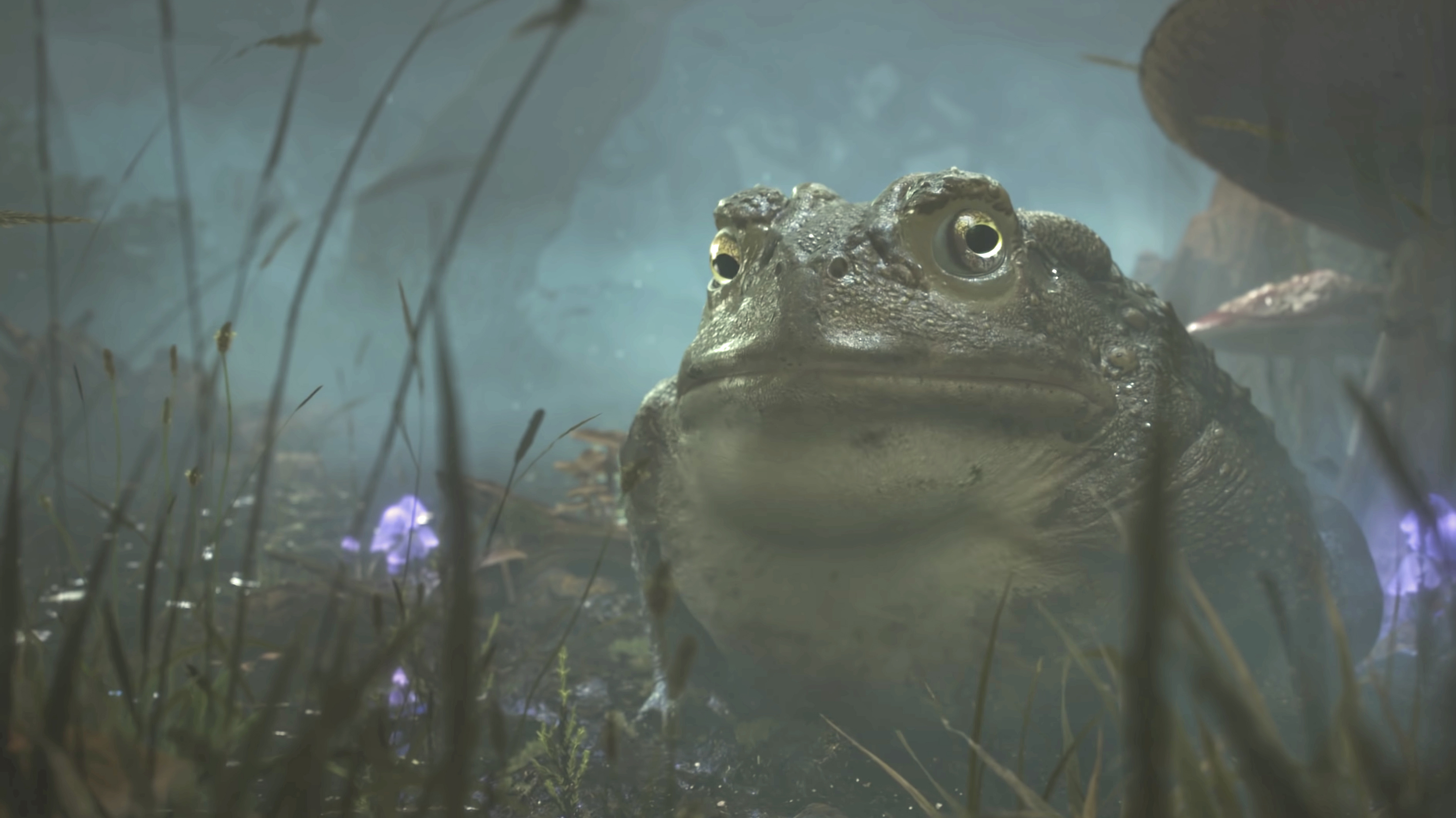 Fable 4 toad