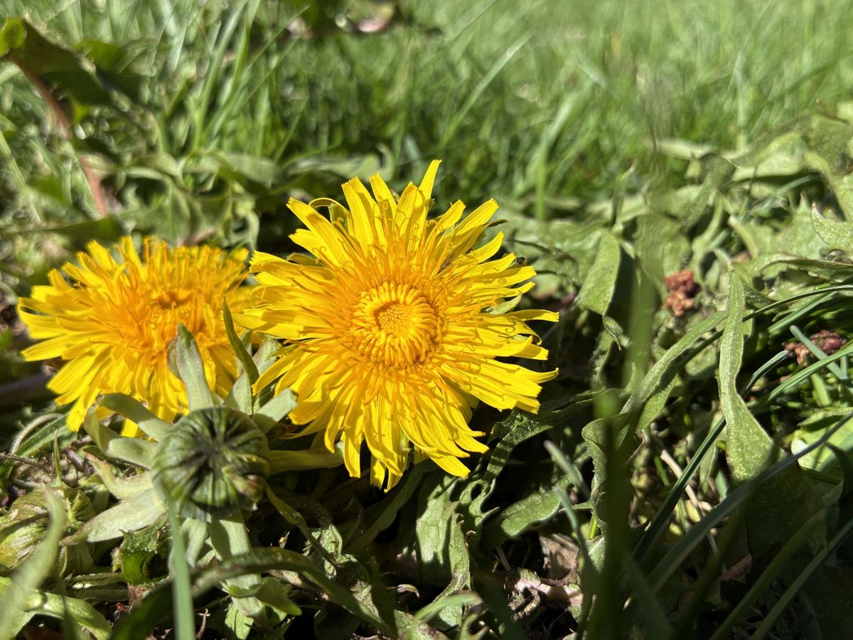 Apple iPhone 16e macro sample.
