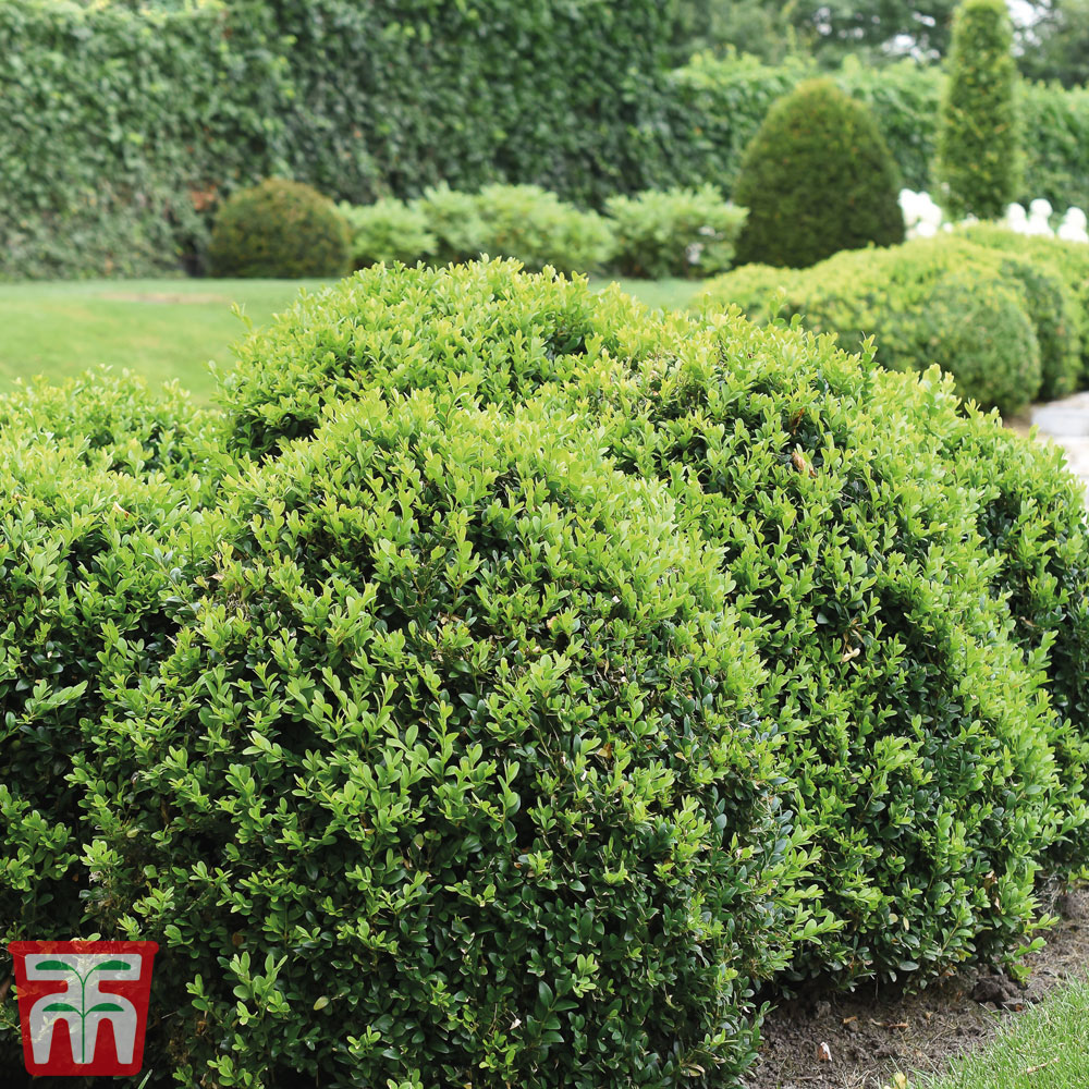 Box (hedging)