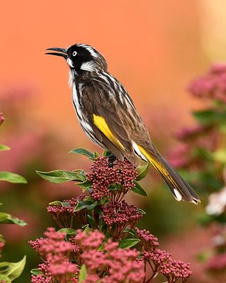 Fujifilm Showcase 2020 third round winner:  Ron Johnson’s superb study of a New Holland Honeyeater ticks all the boxes for sharpness, exposure and colour accuracy, plus a nicely out-of-focus background. Ron used a Nikon D500 fitted with a Sigma 150-600mm f/5.0-6.3 DG OS HSM telezoom lens… handheld too.