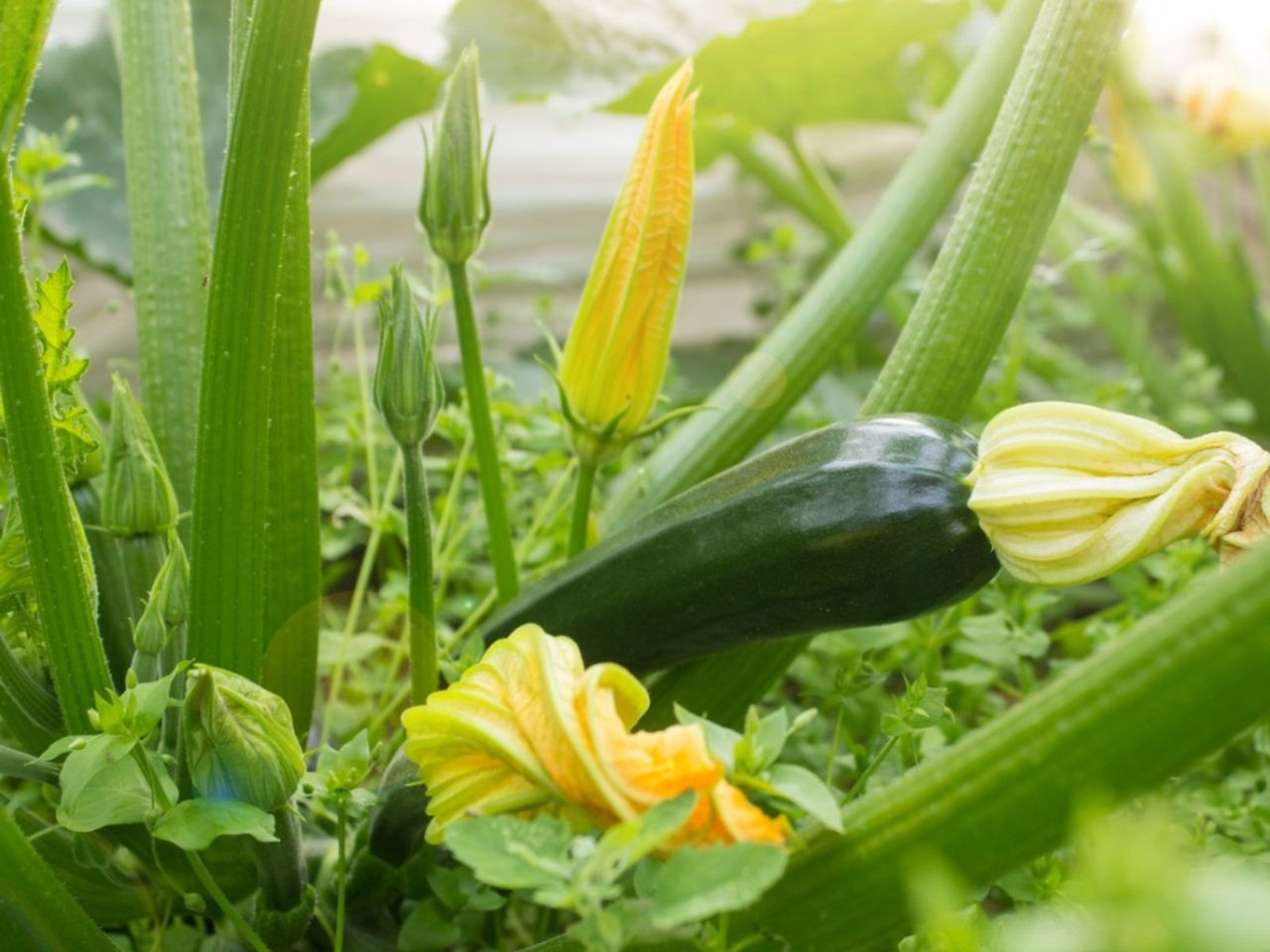 Squash Fruit Falling Off The Plant