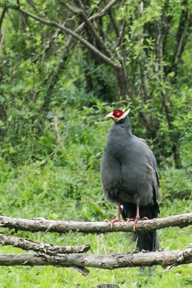 Photos: The Amazing Animals of China | Live Science