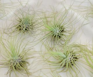 Tillandsia air plants on a white background