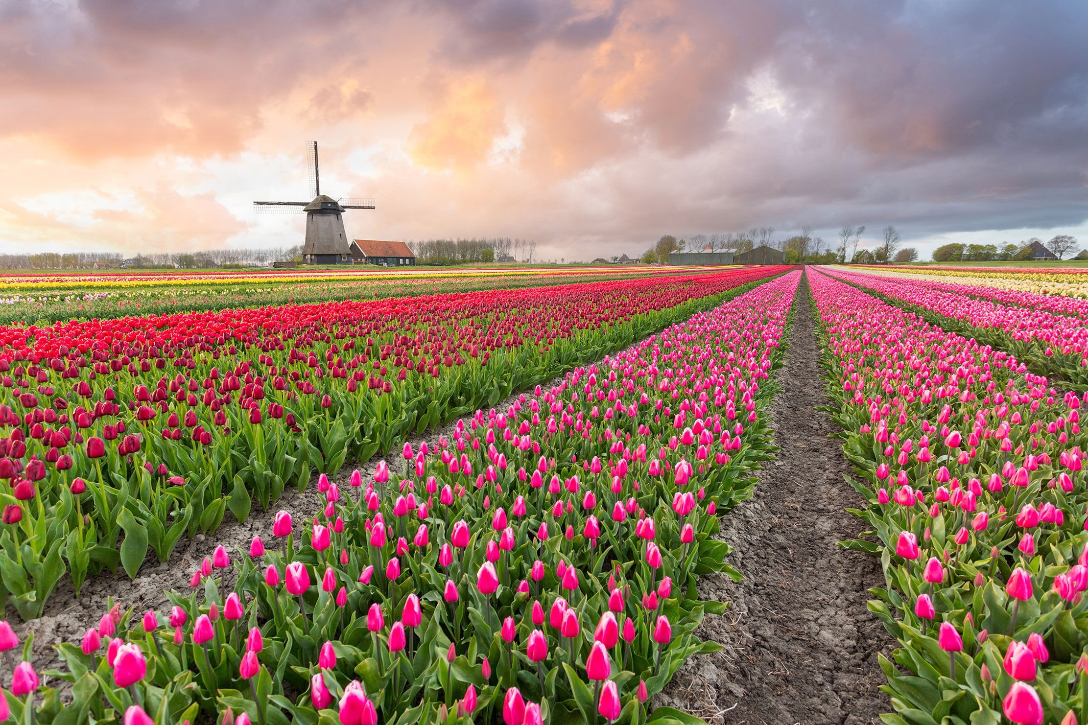 tulip field