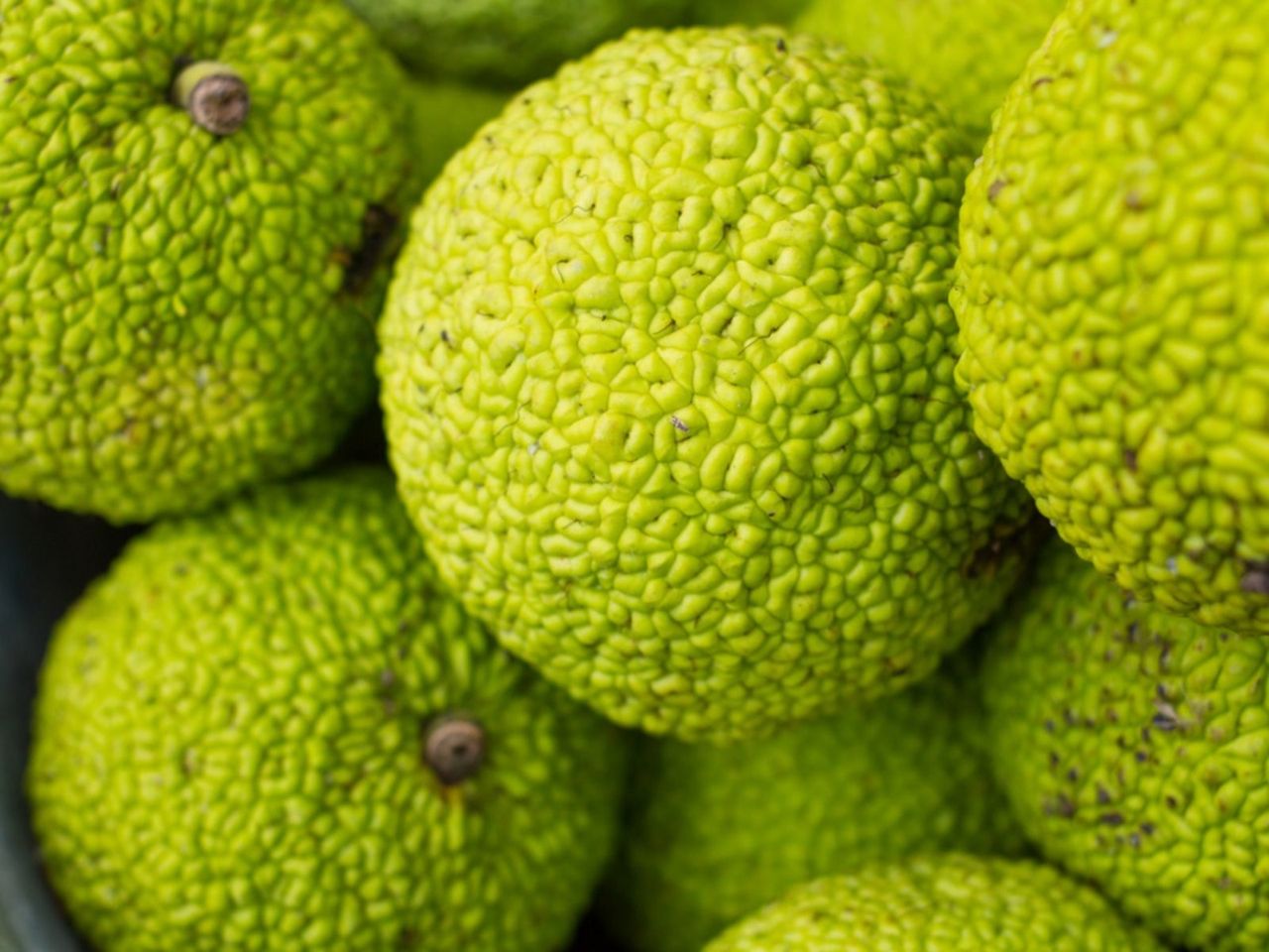 Wrinkled Green Osage Orange Fruits