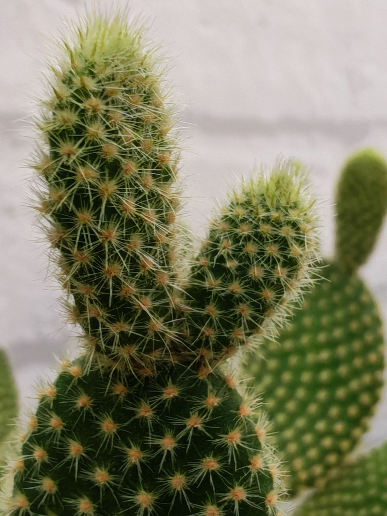 Honor 400 Pro sample images